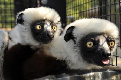 Sifakas Duke Lemur Center