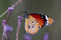 African Monarch Butterfly (3 of 3)