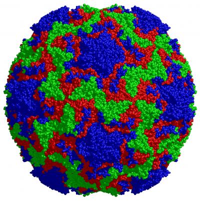 Rhinovirus Capsid