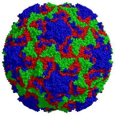 rhinovirus structure