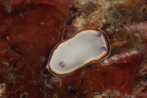Sea slug (Goniobranchus fabulus)
