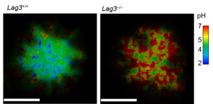 LAG3 makes the immunological synapse of T cells more acidic.