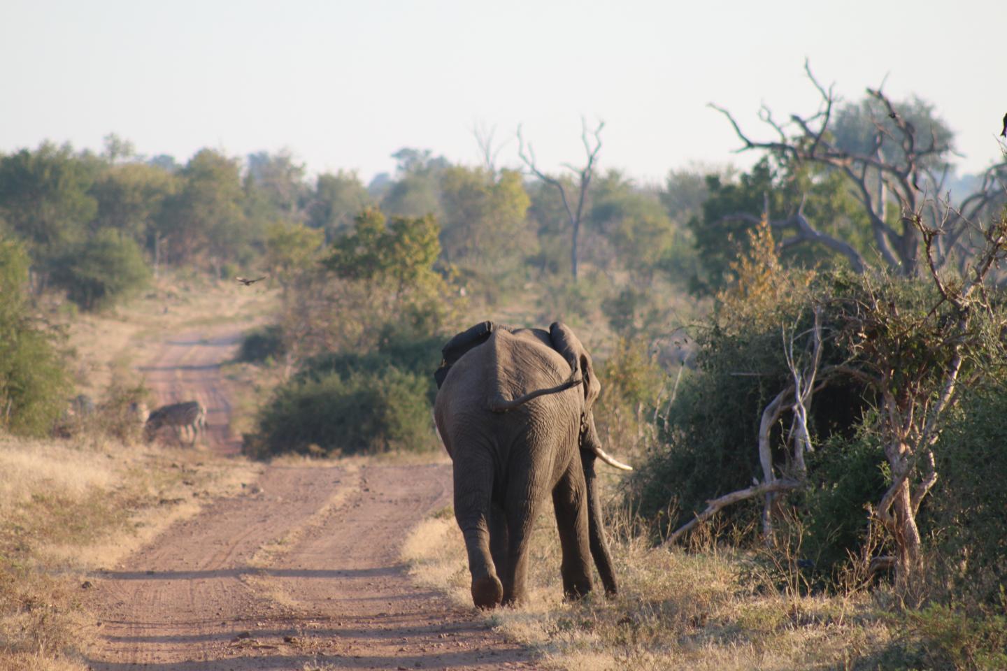 Lone Elephant
