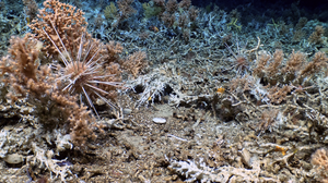 Urchin on live coral