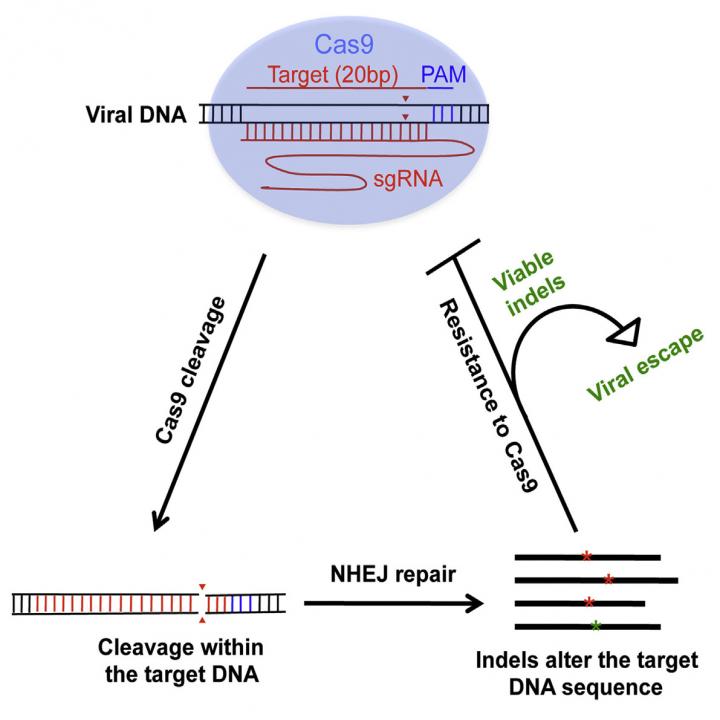 HIV-1 Can Escape Cas9/sgRNA-Mediated Inhibition