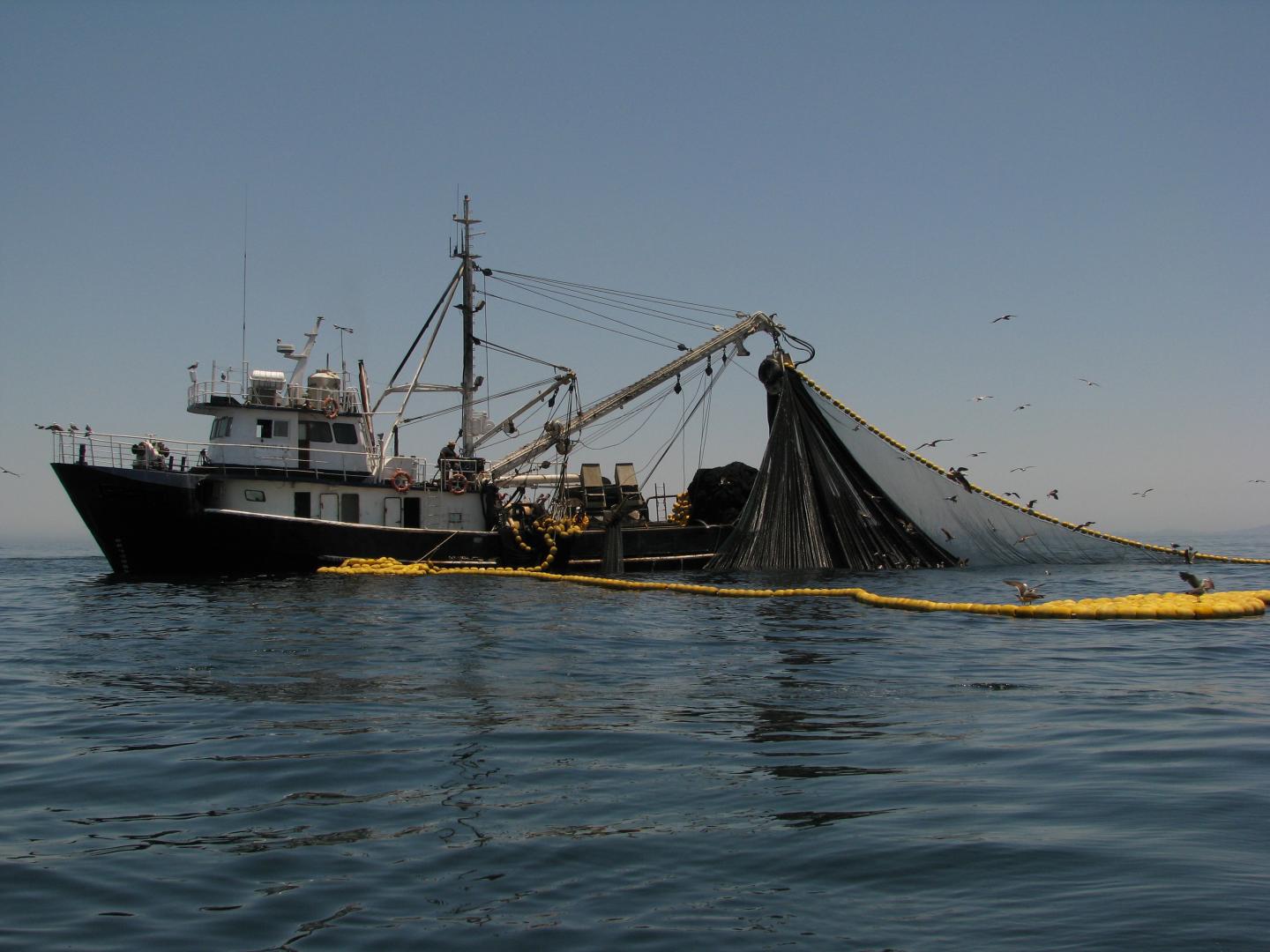 Sardine Fishing Boat