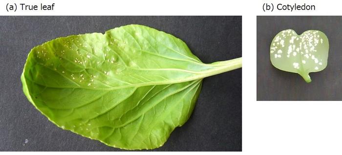 Figure 1 Komatsuna leaves infected by white rust (Albugo candida).