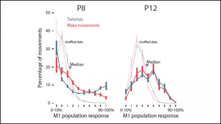 Sleep Twitches Facilitate Motor Cortex Development in Rats