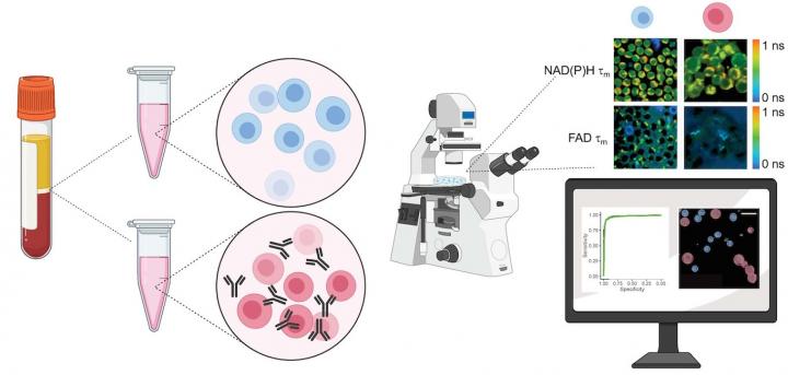 Label-free Imaging Workflow