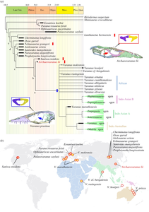 Phylogeny of Varaniformes and geographic location of the varaniforme fossils