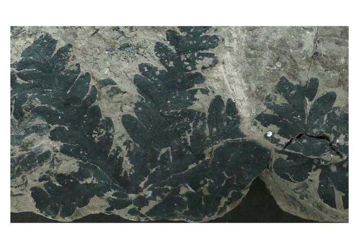 Phlebopteris fern fossil from Pechgraben, Southern Germany