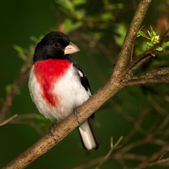 Rose-breasted Grosbeak