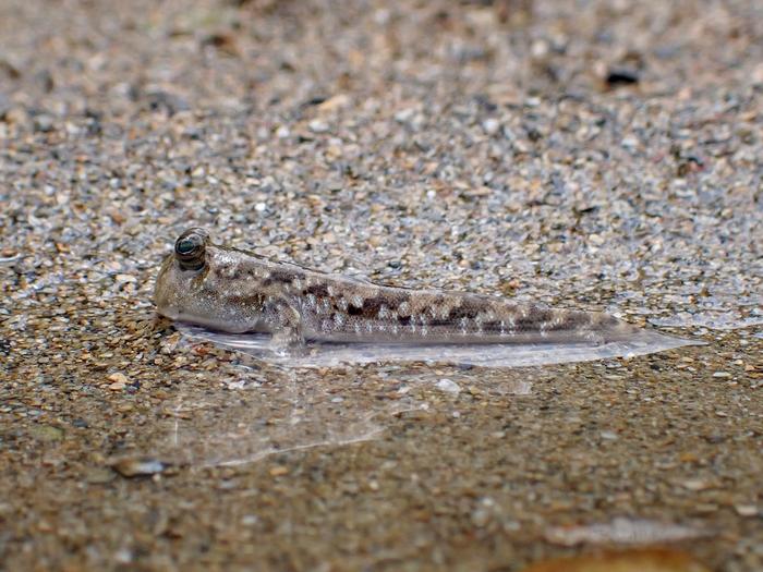 Mudskipper