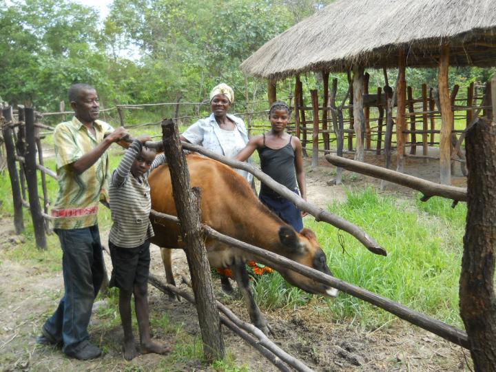 Zambian Family with Gift Cow