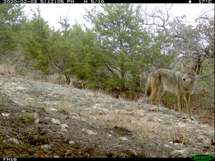 Camera-trap photo of a coyote