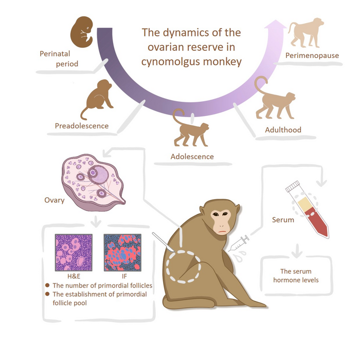 Deciphering the dynamics of the ovarian reser | EurekAlert!