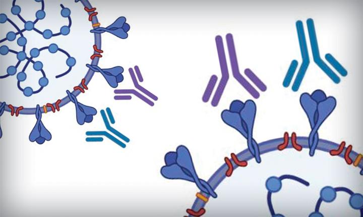 COVID-19 Antibody Test