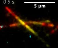 Kif15 Effectively Switches Microtubules at Intersections