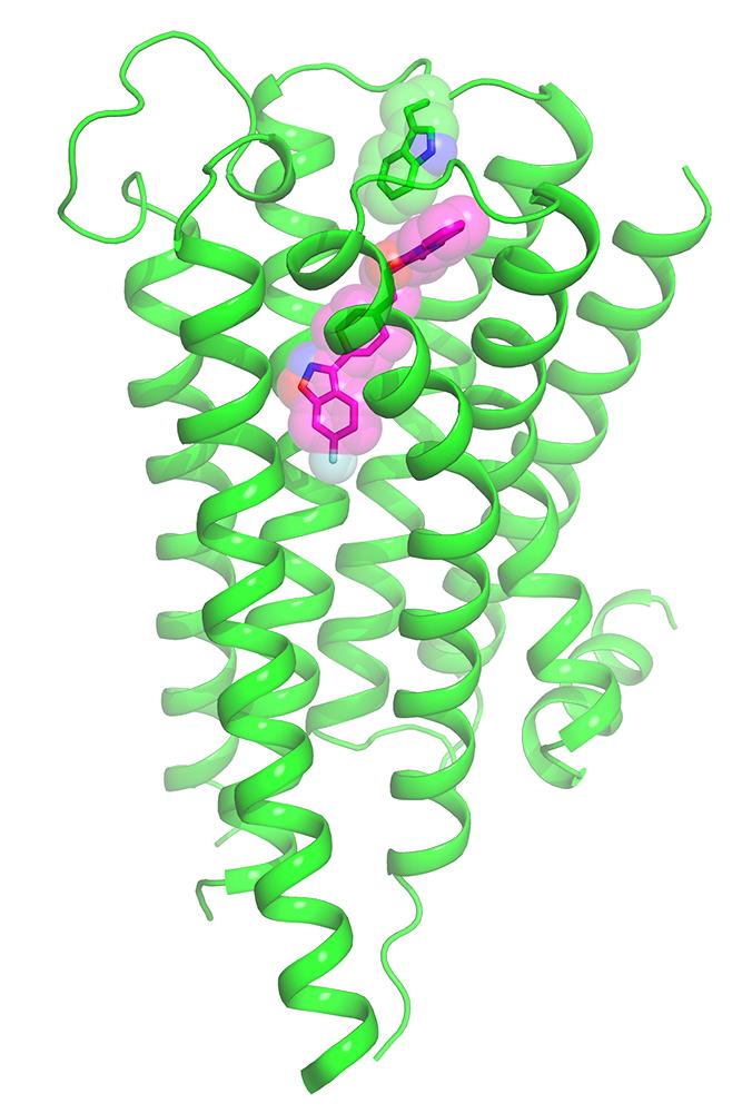 Molecular Structure of Risperidone Docked in Dopamine D2 Receptor
