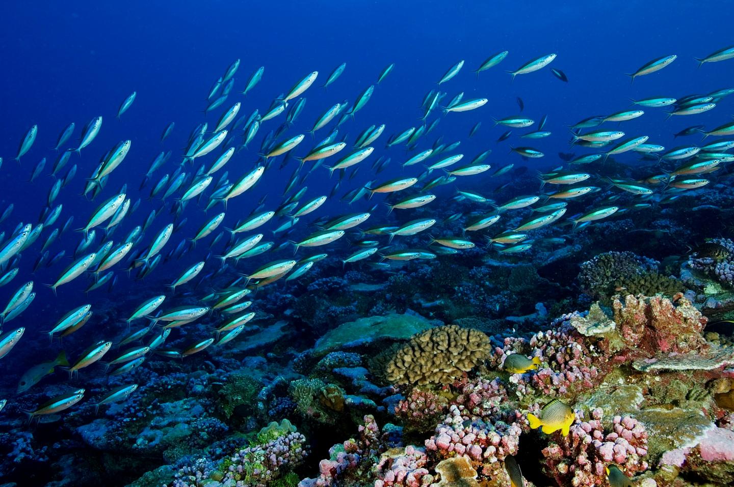 Palmyra Atoll