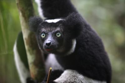 Lemur