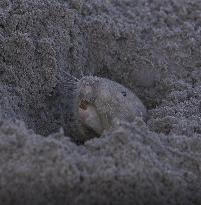 Pocket gopher burrowing