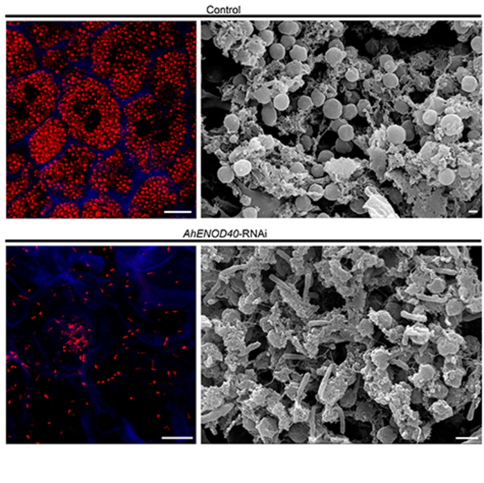 Section of nodule in control and AhENOD40-RNAi roots at 28DPI.