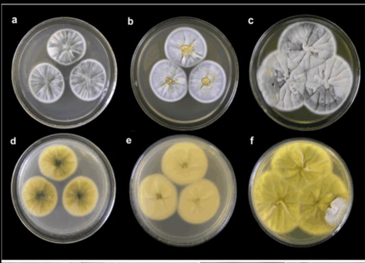 <i>P. piltunense</i>