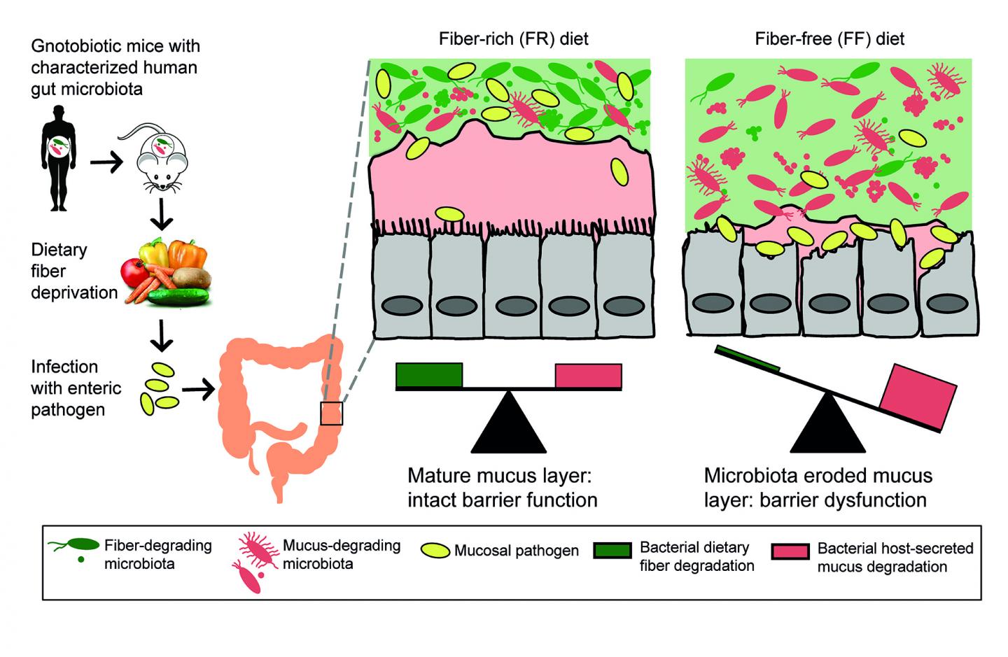Impact Of Dietary Fiber On Gut IMAGE EurekAlert Science News Releases