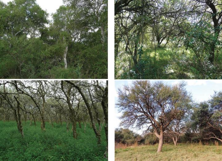 Native vegetation in Espinal province, Argentina