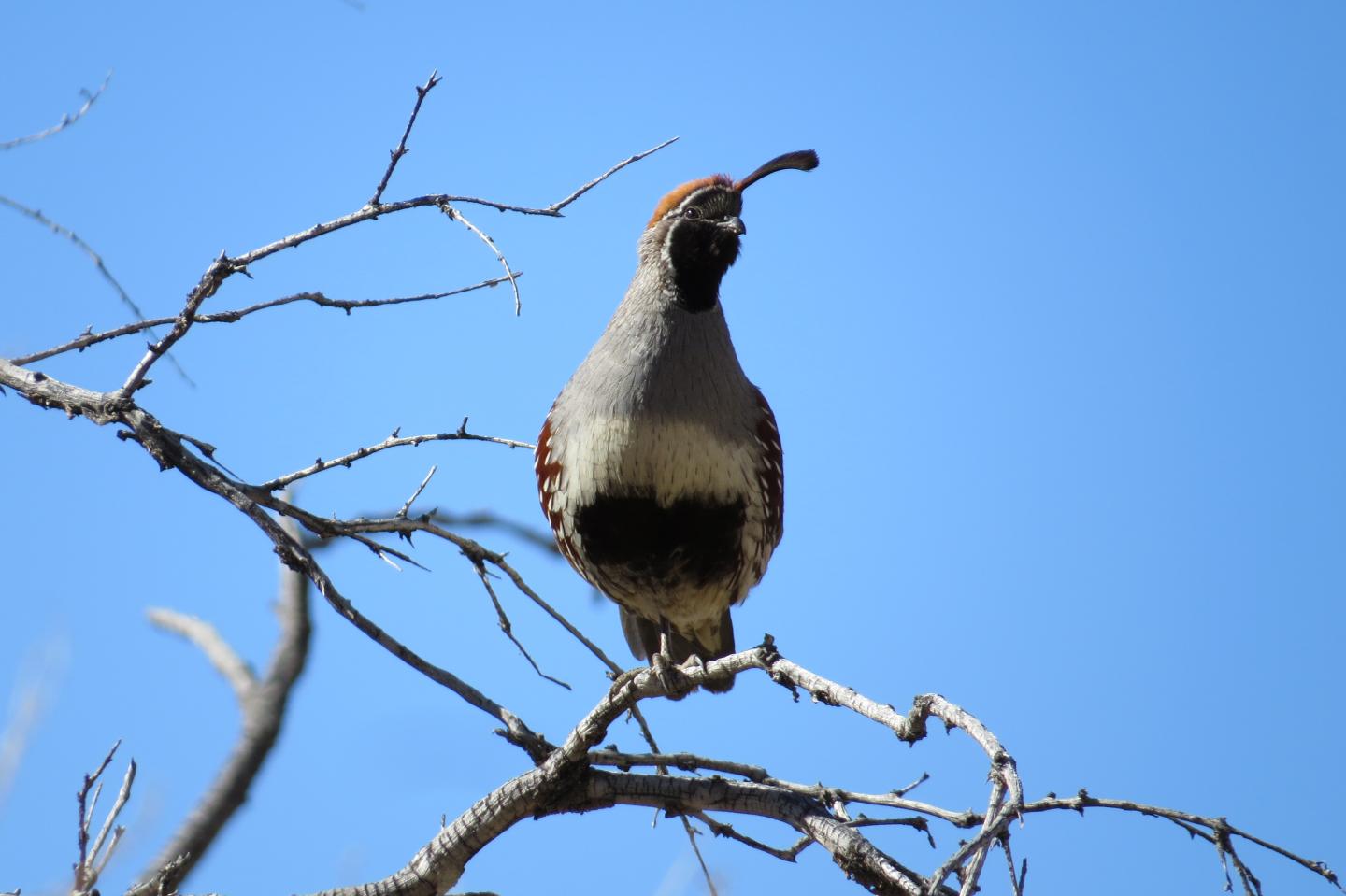 Male Gambel's Quail 