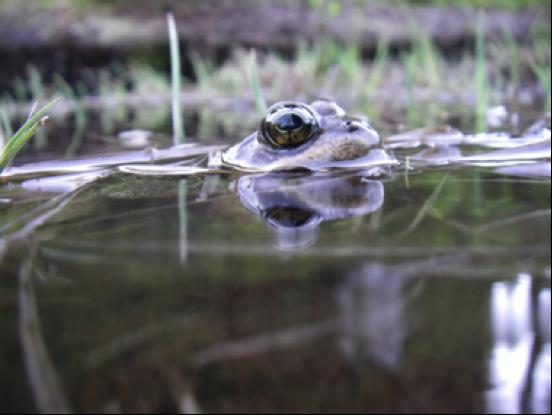 Cascades Frog