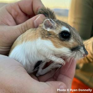 Giant Kangaroo Rat