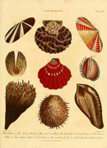 Scientific illustration of shellfish from several harvested bivalve families.