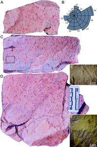 Three pieces of fossil surface with mayfly swarms from the Shiti Formation in southern China