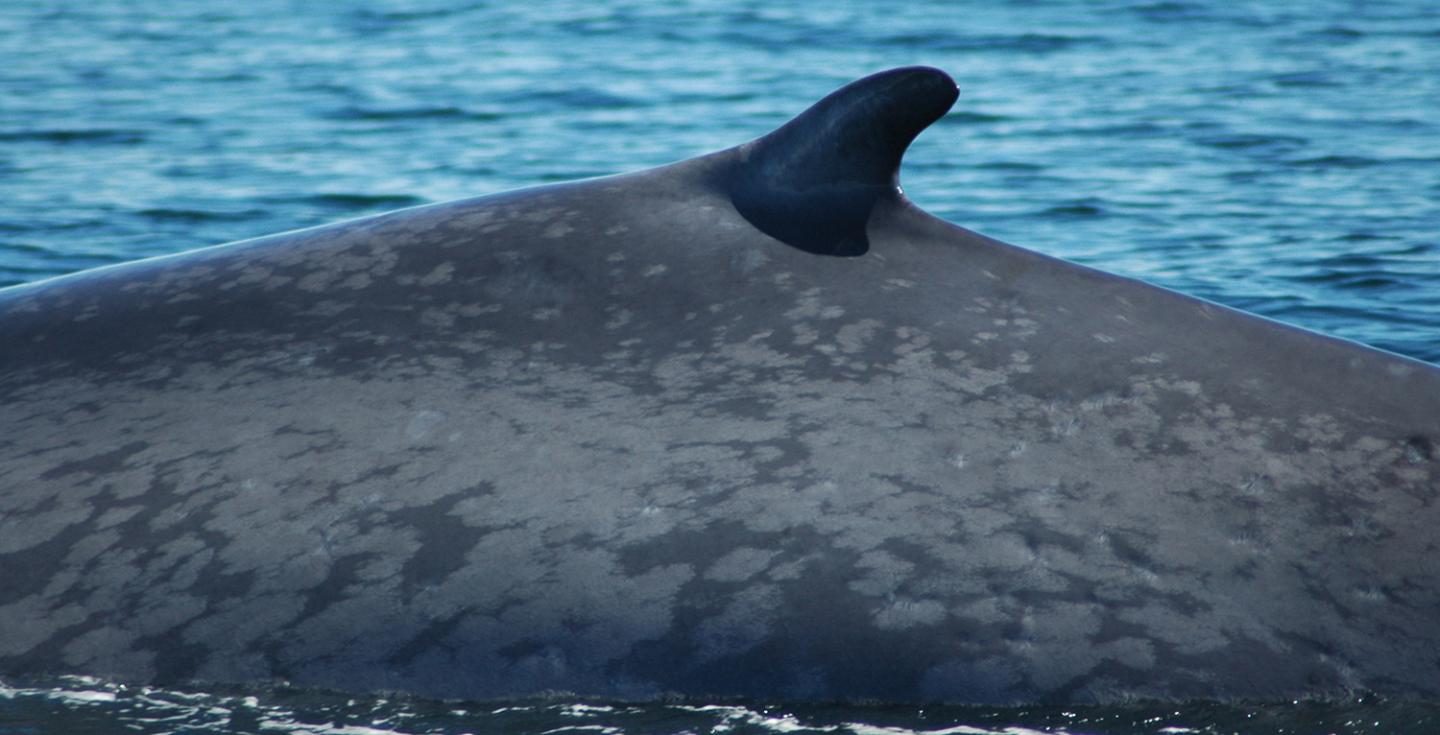 Isabela's Dorsal Fin in Waters of Chile