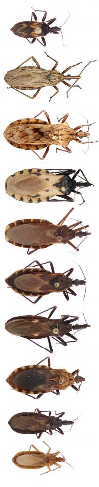 Kissing Bugs (2 of 2)