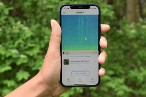 Identifying bird species by sound, the BirdNET app opens new avenues for citizen science