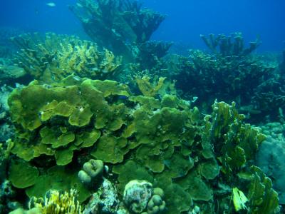 Curaçao reef