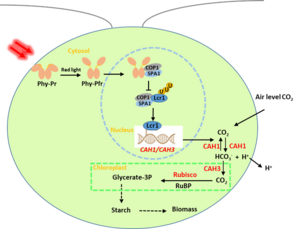 Study Proves Red Light Promotes Growth of Haematococcus pluvialis