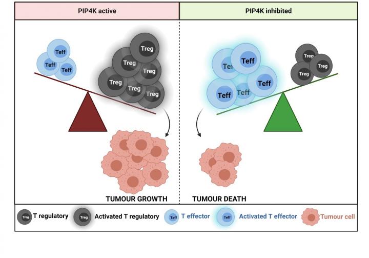 Diagram explaining effects on tumour