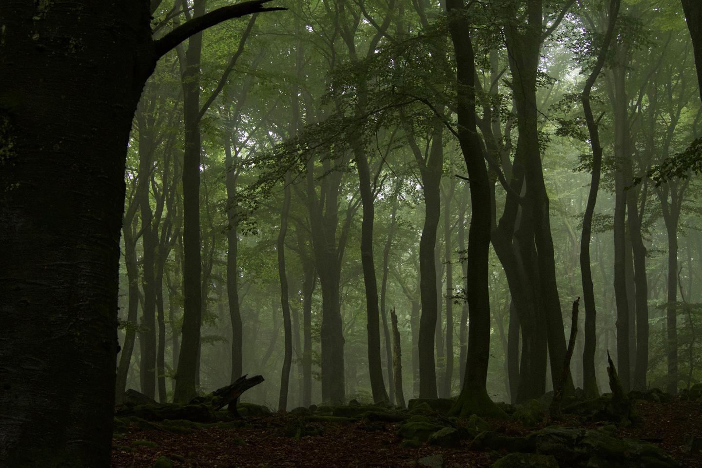 Beech (<i>Fagus sylvatica</i>) Forest