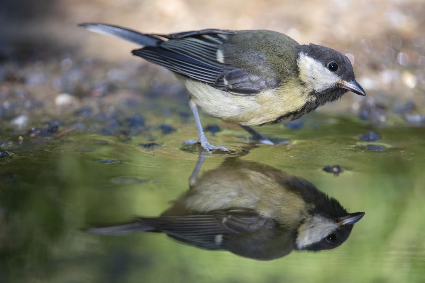 Small Bird Wading in Water