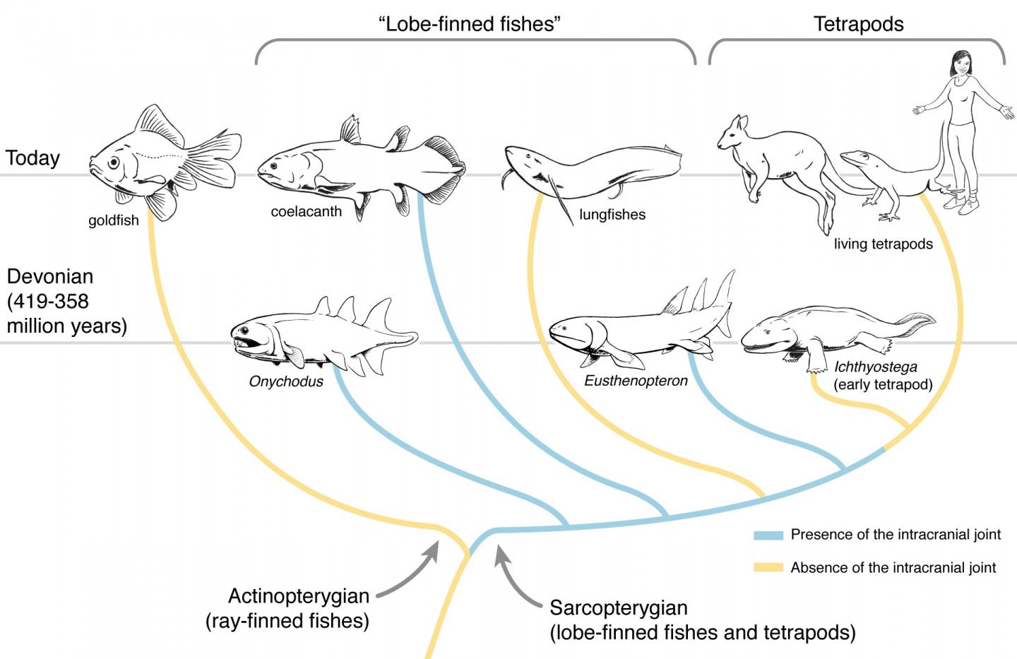 Vertebrate Family Tree