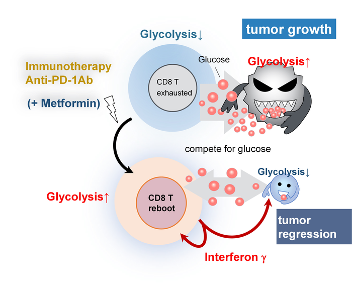Metformin joins the fight against cancer.