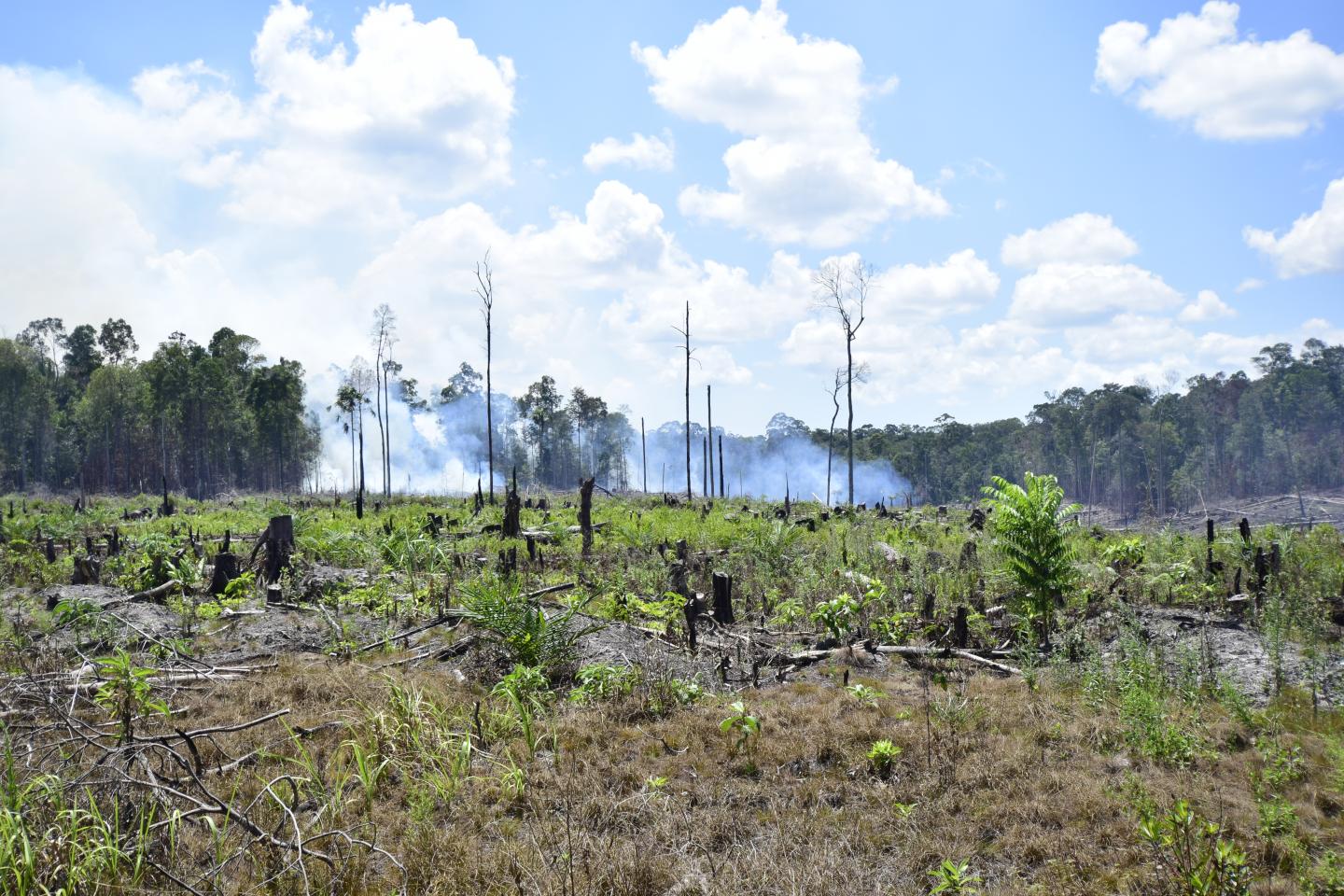 Deforestation in Indonesia