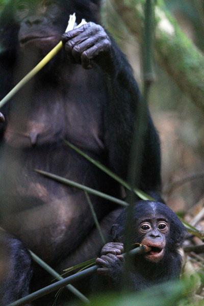 Bonobo-Mother-Child
