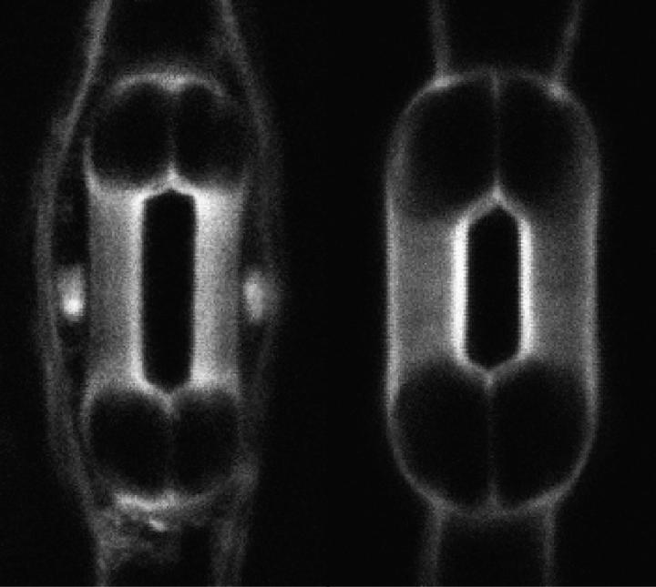 The Recipe for Especially Efficient Stomata (5 of 6)