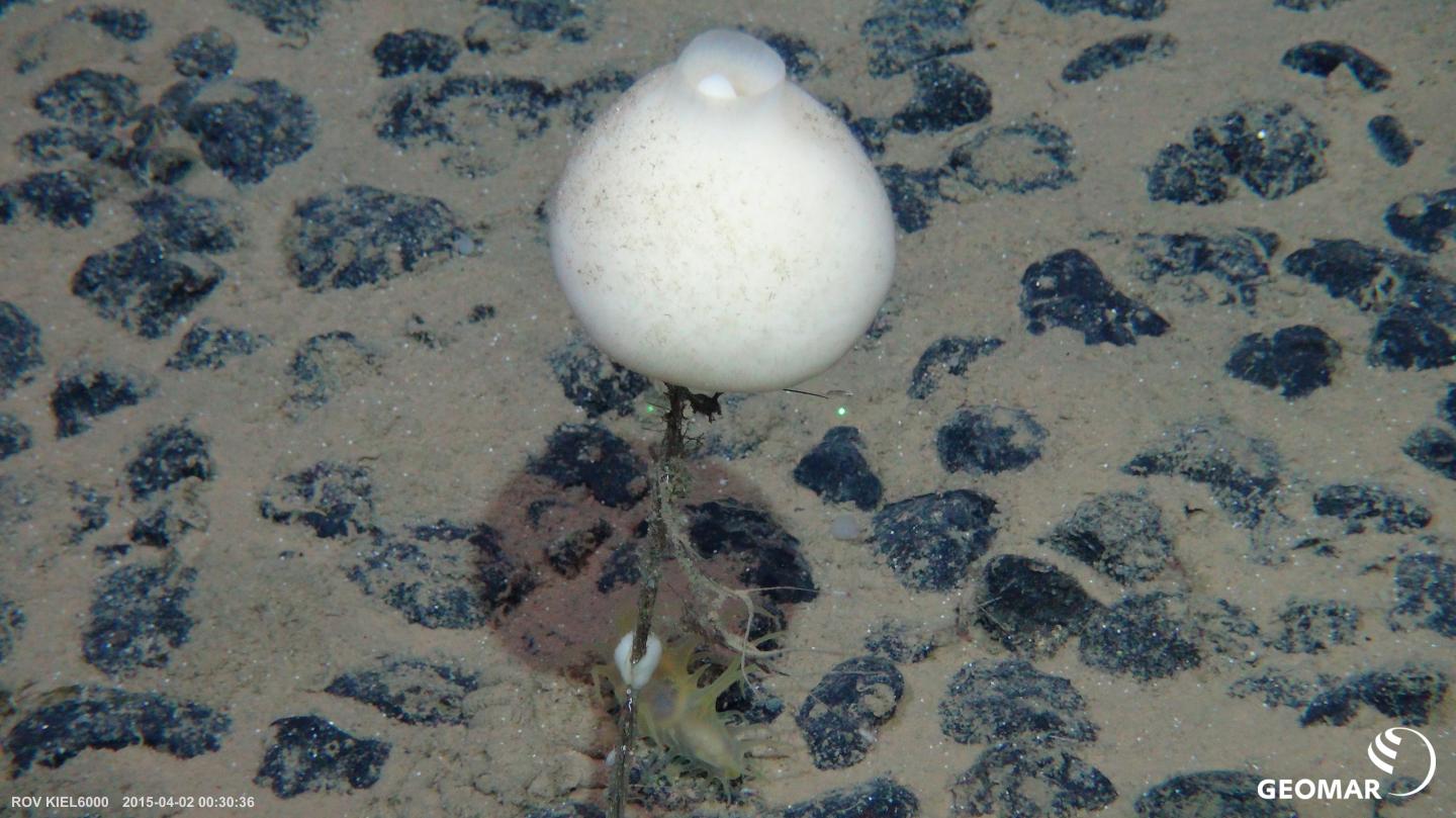 Deep-sea sponge