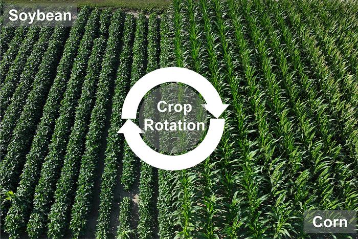 Crop Rotation